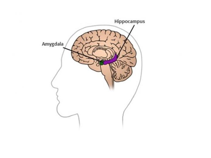 Illustration af hjerne, hvor hippocamus og amygdala er fremhævet.