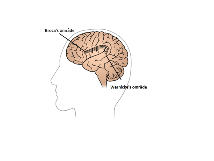 Illustration af hjerne, hvor Broca's område og Wernicke's område er fremhævet. 