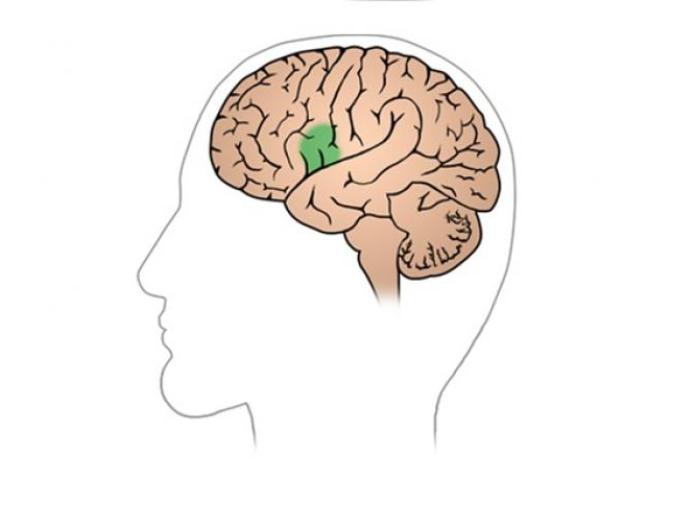Illustration af hjernen set fra venstre side af hovedet.
