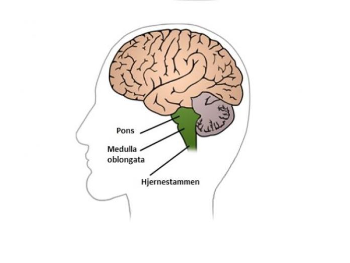 Illustration af hjerne, hvor Pons, Medulla oblongata og Hjernestammen er fremhævet.