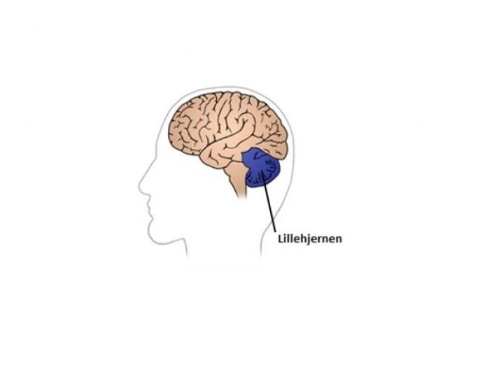 Illustration af hjerne, hvor lillehjernen er fremhævet bagerst i hovedet.
