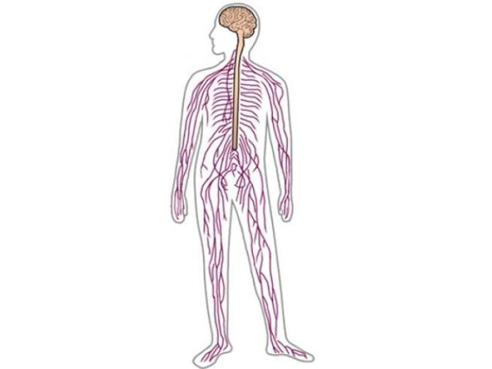 Billedet viser en illustration af en hel menneskekrop, hvor nerverne er vist hele vejen fra hjernen og ned gennem kroppen.