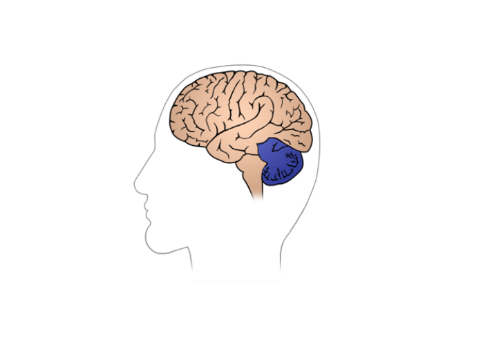 Billedet forestiller en hjerne set fra venstre side af hovedet, og lillehjernen er fremhævet med mørkt bagerst i hovedet ned mod nakken. 
