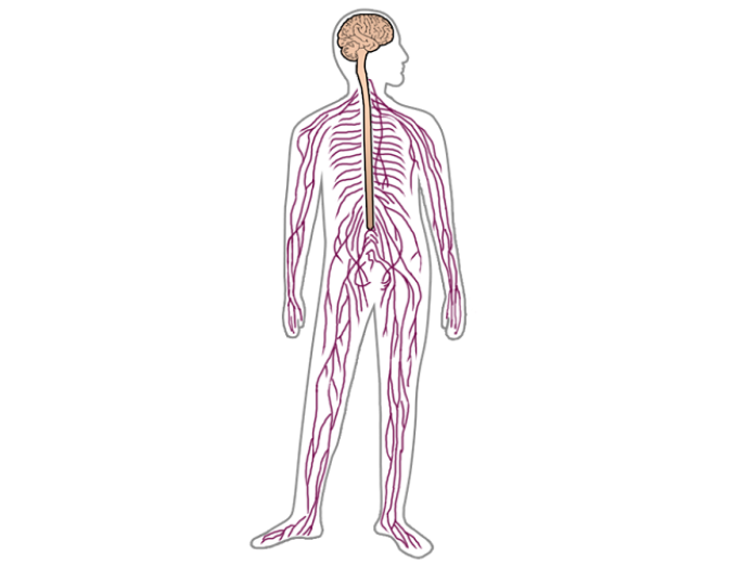 illustration af en hel krop, hvor hjernen og nervesystemet er fremhævet i hele kroppen. 
