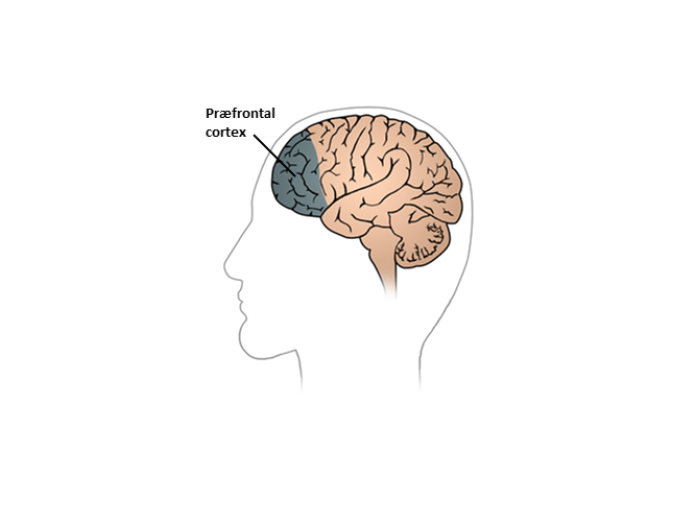 Illustration af hjerne, hvor den forreste del af hjernen er fremhævet - også kalden præfrontal cortex.
