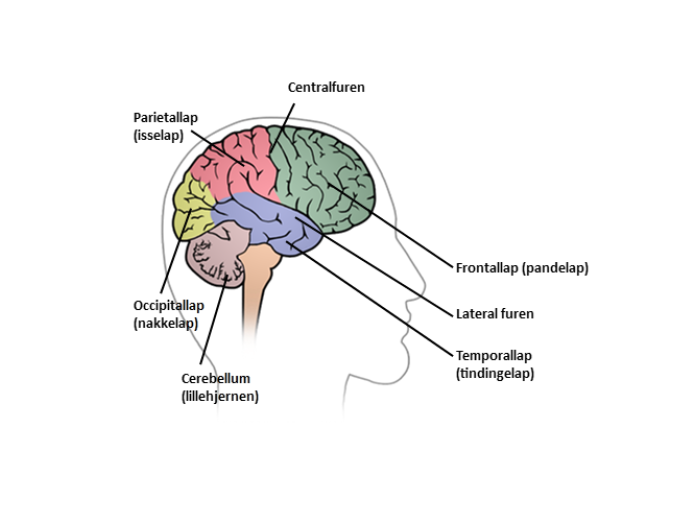 Illustration af hjerne set fra højre side. Hjernen er opdelt i fem områder, hvor frontallappen er fremhævet i forreste område af hjernen. 