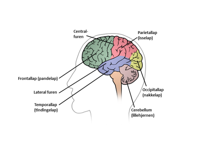 Illustration af hjernen set fra venstre, hvor hjernen er inddelt i fem områder. I forreste område er frontallappen fremhævet, og bag ved den i den ene side er temporallappen fremhævet. 