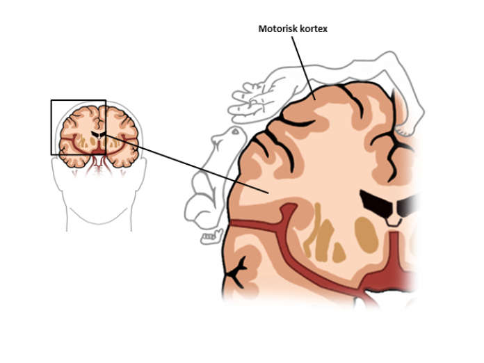 Illustration af den ene halvdel af en hjerne, hvor motorisk kortex er fremhævet.