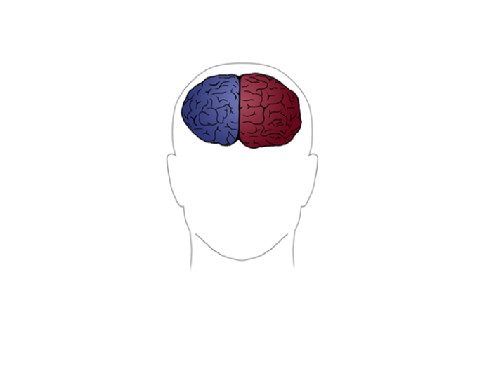 En opdeling af hjernen i højre og venstre hjernehalvdel. 