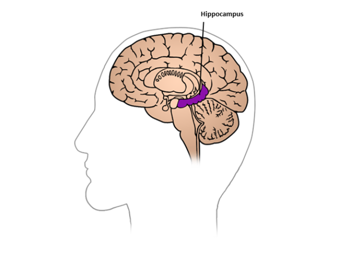 En illustration af en hjerne set fra venstre side, hvor hippocampus er fremhævet midt i hjernen. 