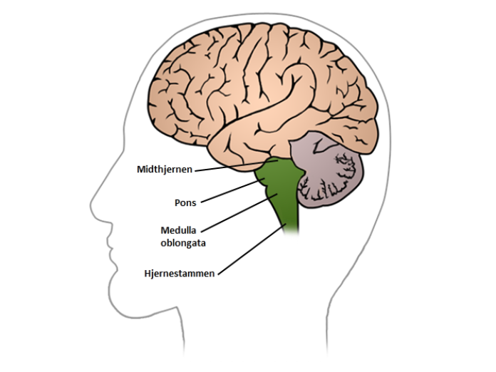 En illustration af en hjerne set fra venstre side, hvor hjernestammen er fremhævet i forlængelse af rygraden. Her er Midthjernen markeret i toppen af hjernestammen, herunder er Pons markeret, og nederst er Medulla Oblongata markeret.