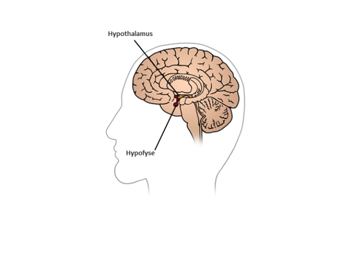 Illustration af en hjerne set fra venstre, hvor Hypofyse og Hypothalamus er fremhævet i midten af hjernen.