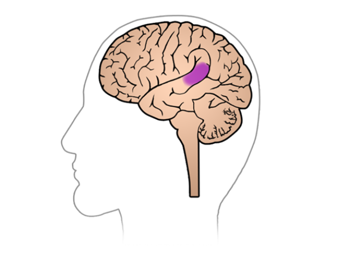 Illustration af en hjerne, hvor et lille område midt i hjernen er markeret med lilla. 