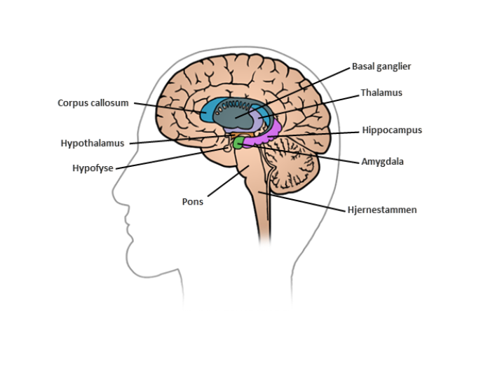 Illustration af en hjerne set fra venstre side af hovedet.