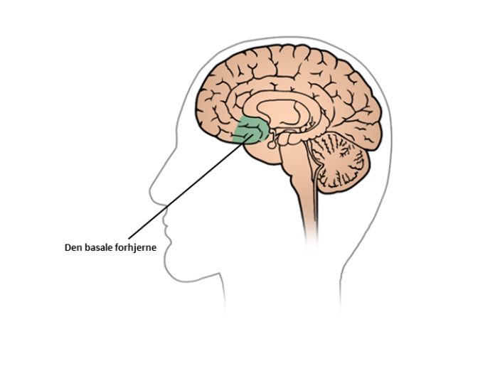 Illustration en en hjerne set fra venstre side, hvor den basale forhjerne er fremhævet i den forreste, nederste del af hjernen.