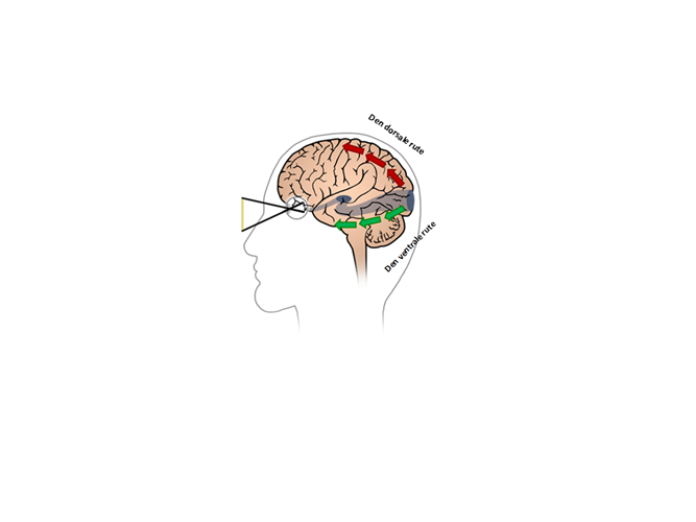 En illustration af, hvordan den dorsale rute og den ventrale rute bevæger sig i hjernen i forhold til synsfeltet. 