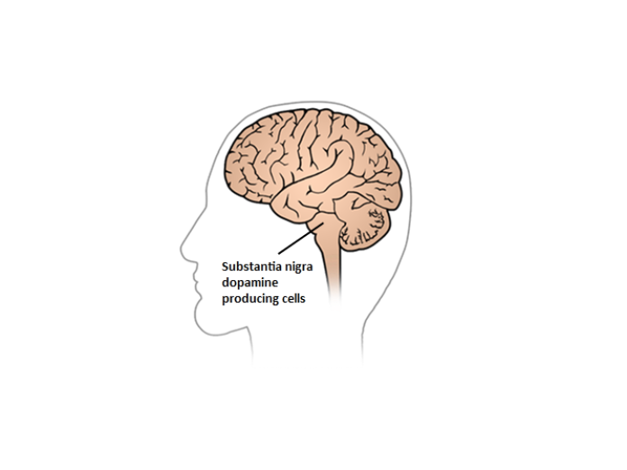 En illustration af hjernen set fra venstre side, hvor det fremgår, hvor i hjernen de domanin-producerende celler findes.
