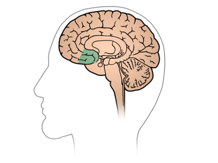 Illustration af hjernen set fra venstre side af hovedet, hvor præfrontalt cortex er fremhævet. 