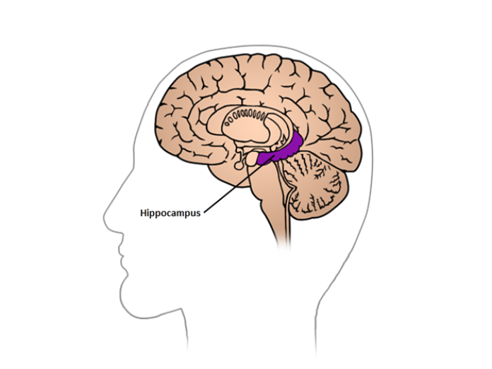 Illustration af hjernen set fra venstre side af hovedet, hvor Hippocampus er fremhævet i midten af hjernen. 