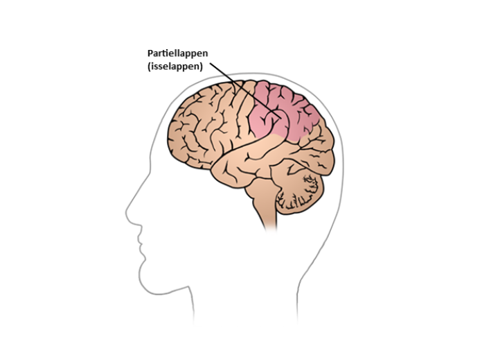 En illustration af en hjerne set fra venstre side af hovedet, hvor partiellappen (isselappen) er fremhævet øverst i den bagerste del af hovedet. 