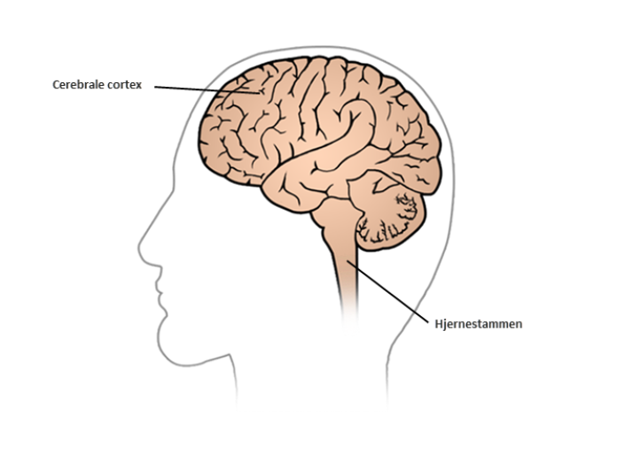 Illustration af hjernen set fra venstre side af hovedet, hvor hjernestammen er fremhævet i nakken, og cerebrale cortex er fremhævet forrest i hjernen. 