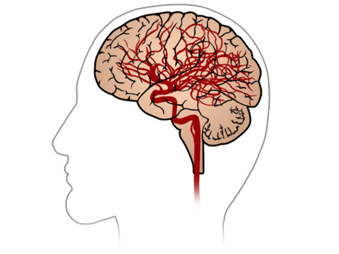 Illustration af blodkarrene i hjernen. 